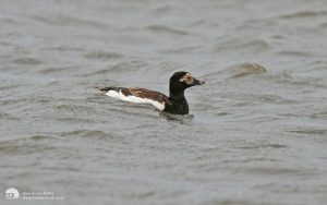 Long-tailed Duck at East Saltholme, 28th May 2007