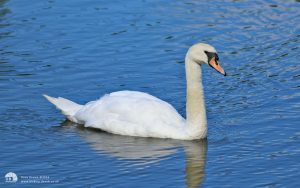 Mute Swan at Low Barns, 1st August 2015