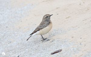 Pied Wheatear at Redcar, 30th Oct 2016