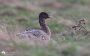 Pink-footed Goose at North Gare, 9th February 2008