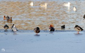 Red-crested Pochard at Hardwick Hall, 20th January 2018