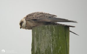 Red-footed Falcon at Ythan, September 2003