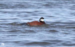 Ruddy Duck at Swallow Pond, 19th April 2008