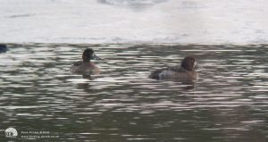 Scaup at Low Barns, 31st December 2005