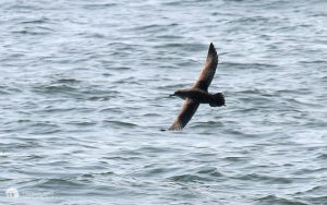 Sooty Shearwater of the Bridlington coast, 9th September 2006