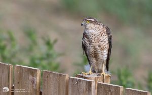 Sparrowhawk at Etherley Moor, 27th June 2016