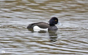 Tufted Duck at Low Barns, 1st May 2016