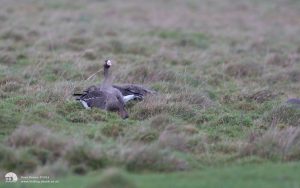 White-fronted Goose on Seaton Cpmmon, 1st January 2012