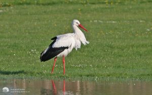 White Stork at Billingham, 3rd May 2006