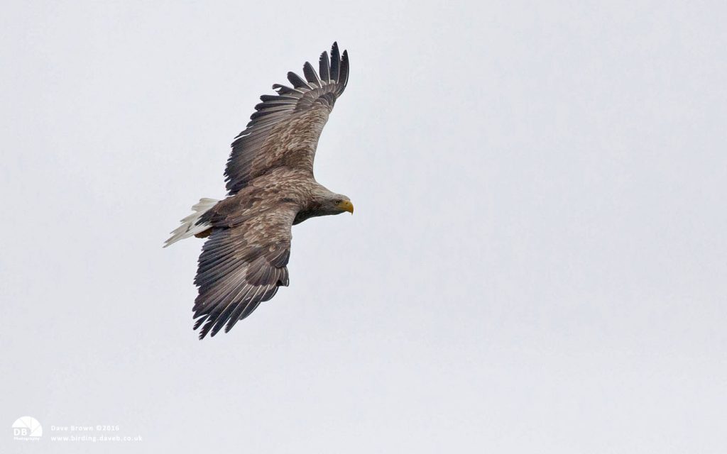 White-tailed Eagle at Loch-na-Keal, 31st May 2012