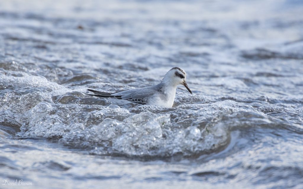 Grey Phalarope at Hartlepool, 12th October 2019