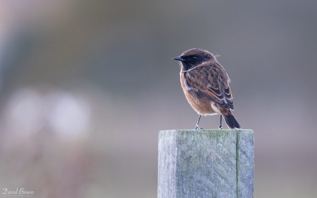 Stonechat on Seaton Common, 12th October 2019