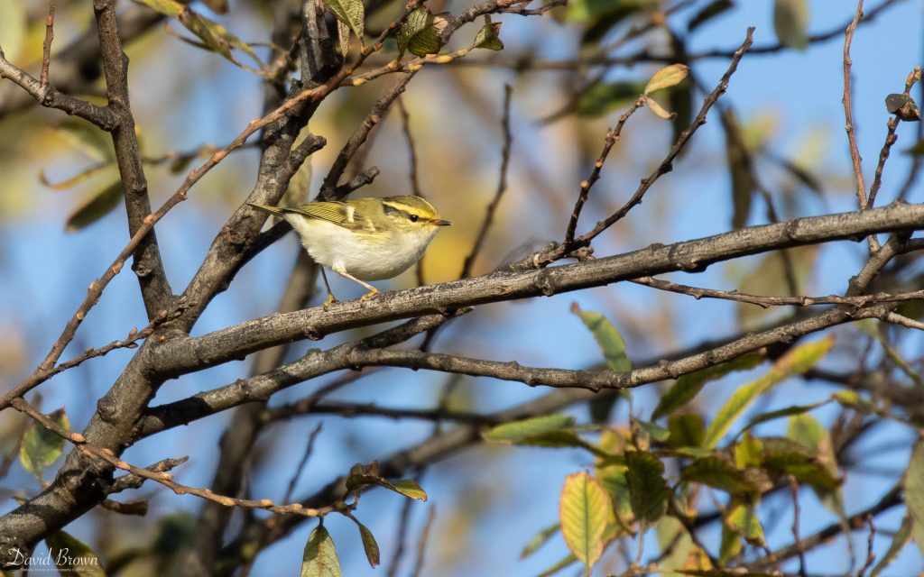 Pallas's Warbler at Hartlepool Headland, 10th November 2019