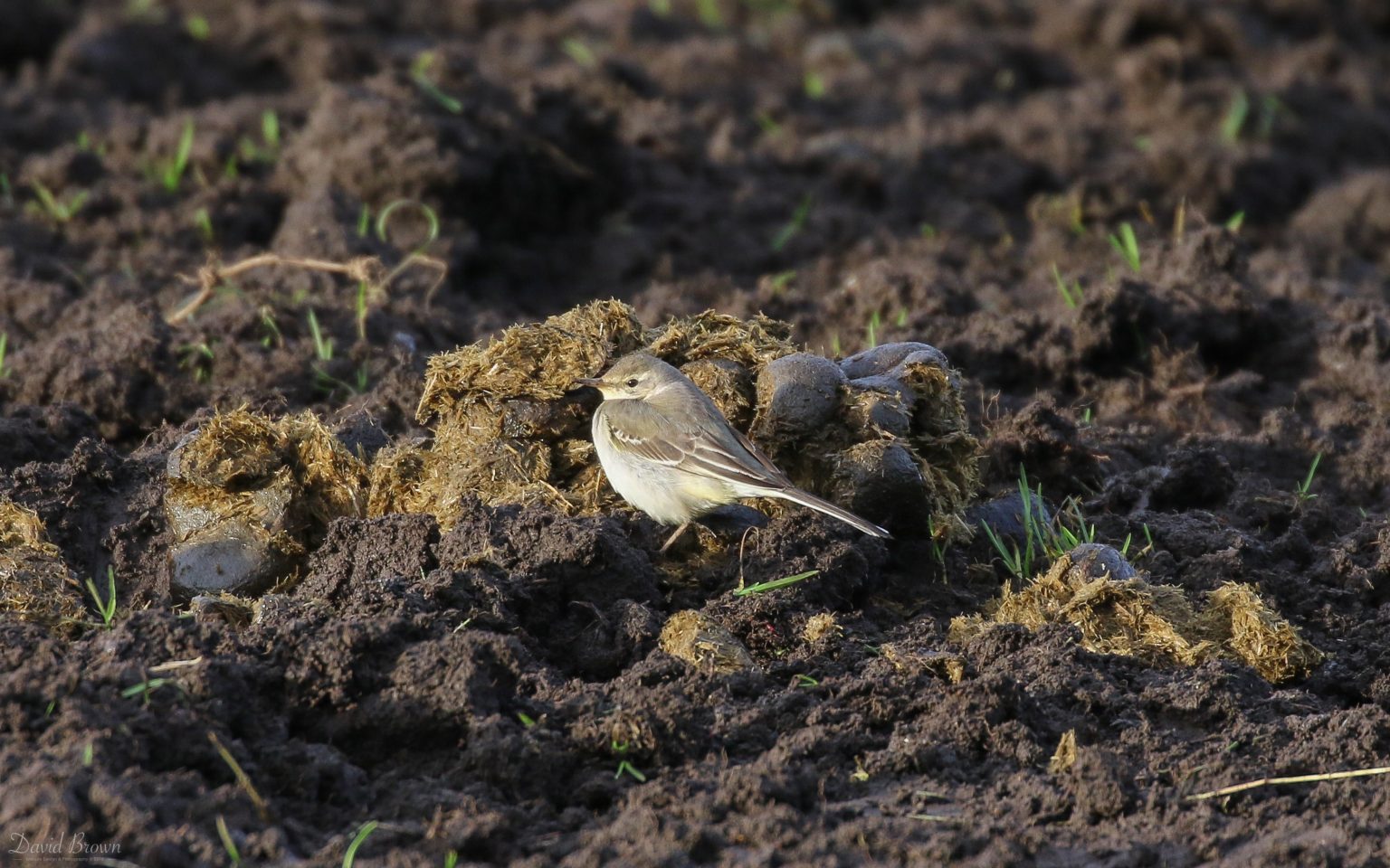 Eastern Yellow Wagtail at Prestwick Carr, 4th January 2020