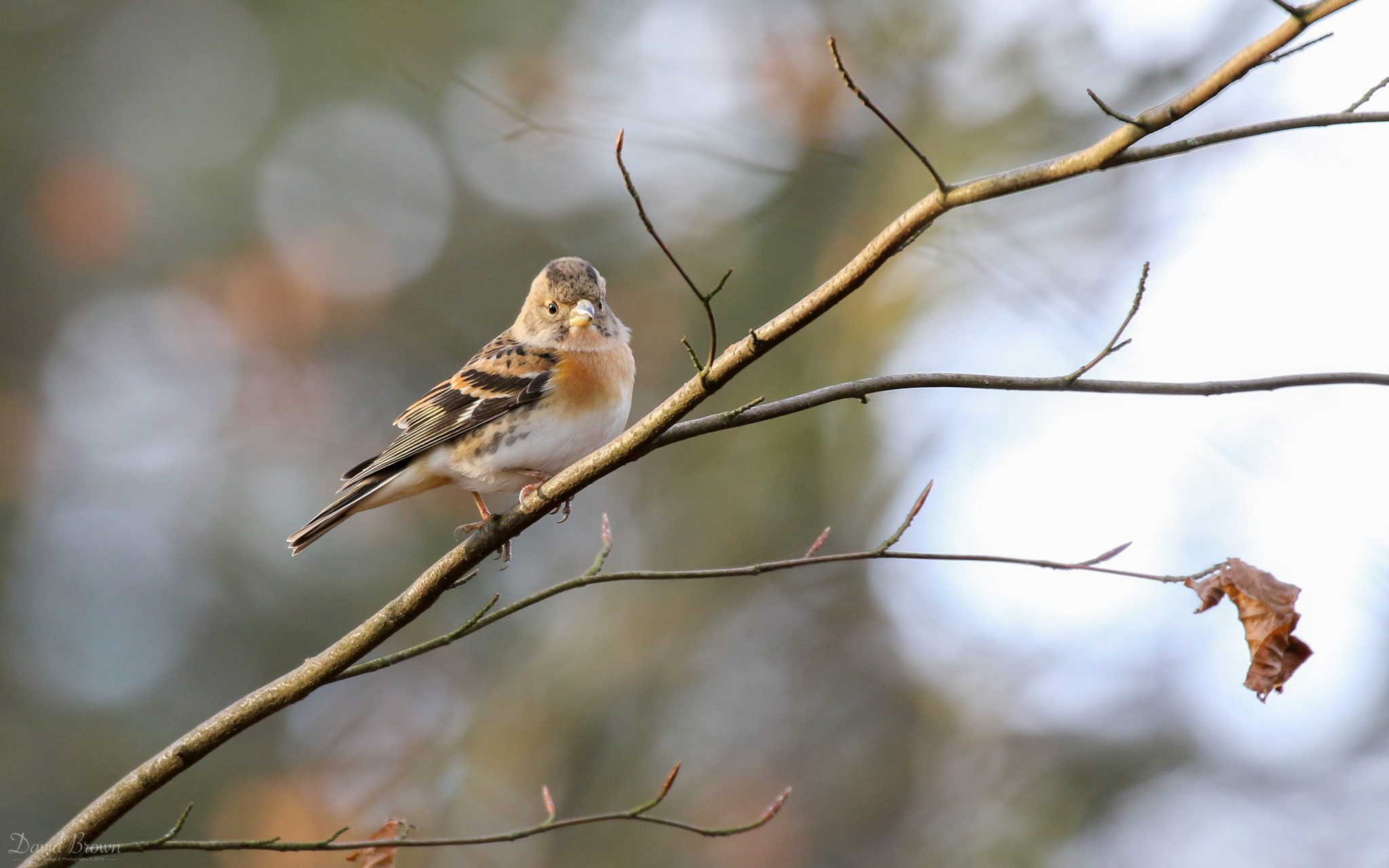 Brambling at Lockwood Beck, 5th January 2020
