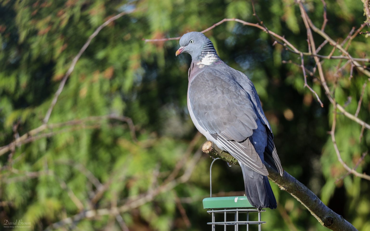 Woodpigeon at Etherley Moor, 27th February 2020