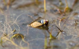 Backswimmer at Etherley Moor, 25th March 2020