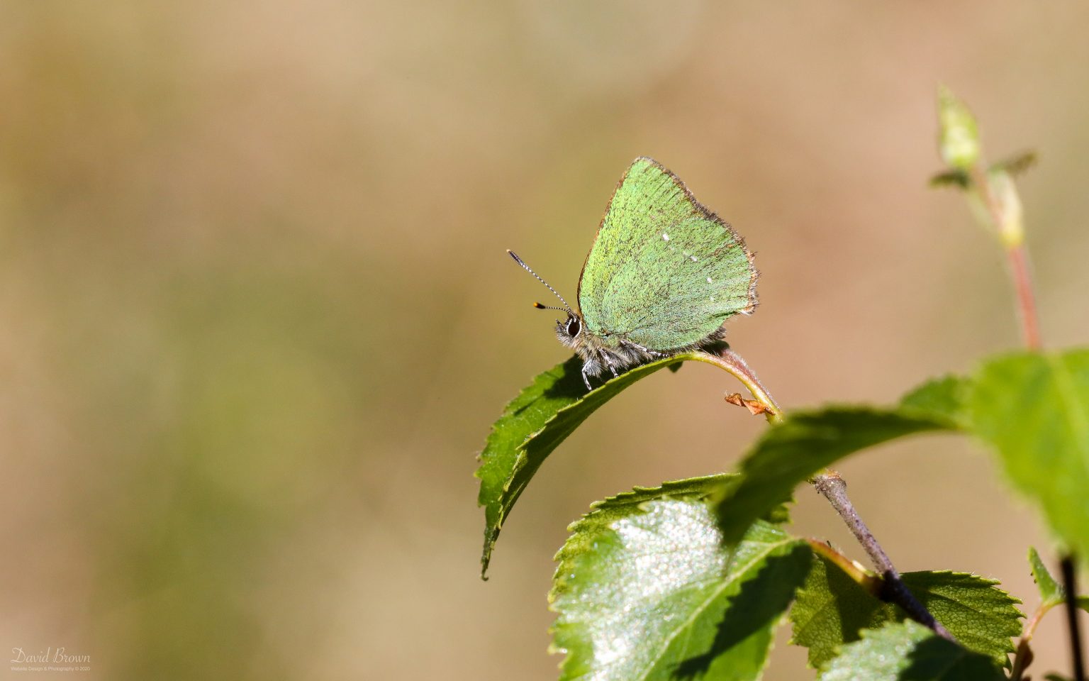 Green Hairstreak at Knitsley Fell, 20th May 2020