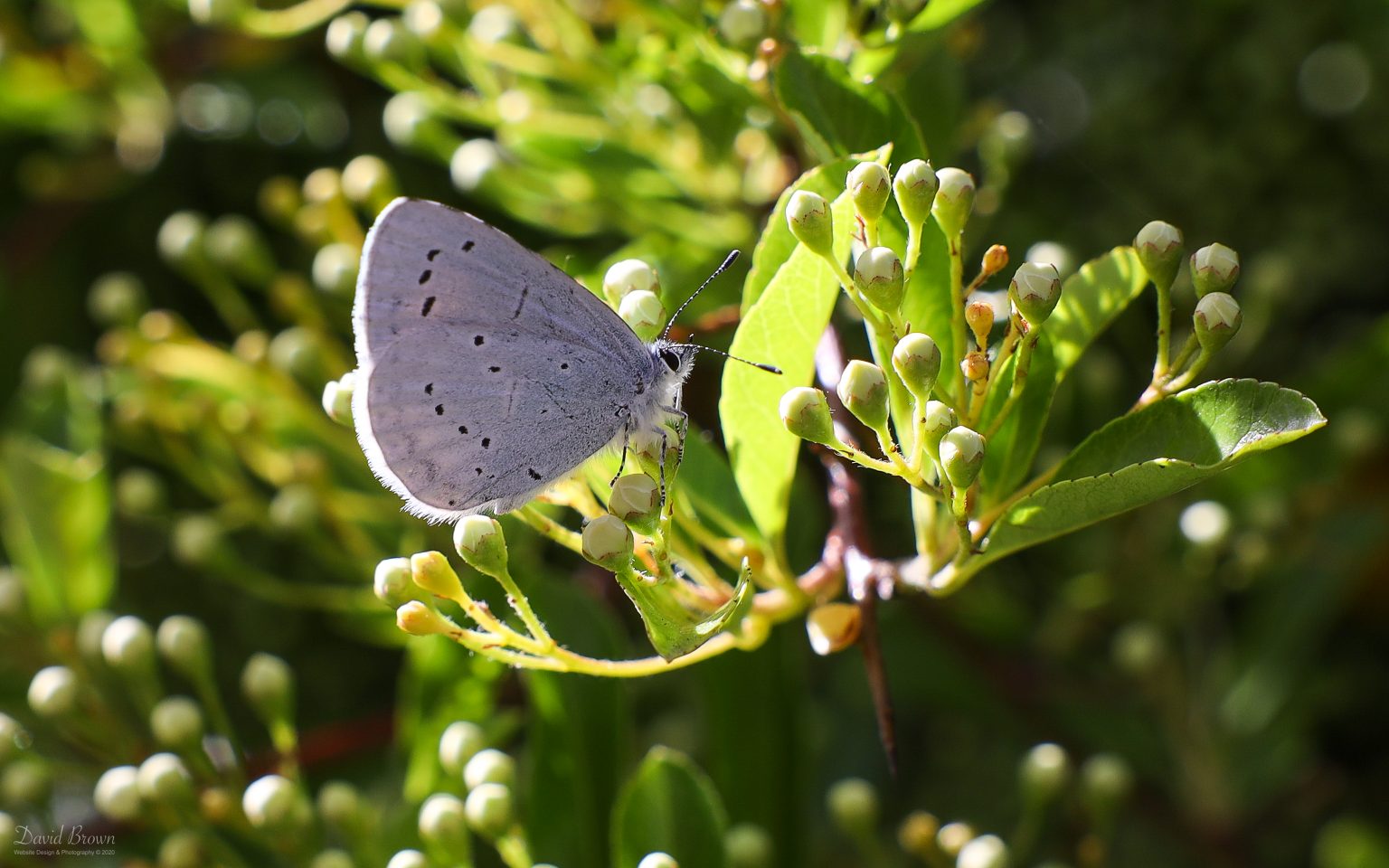 Holly Blue at Etherley Moor, 27th May 2020