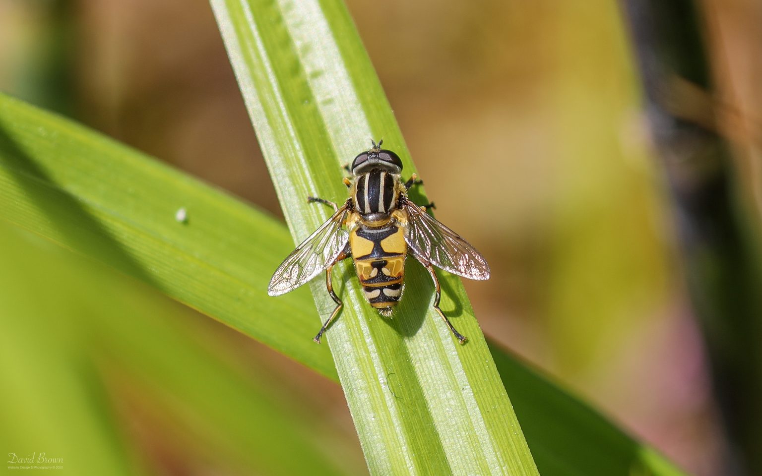 Footballer Hoverfly at Etherley Moor, 31st May 2020