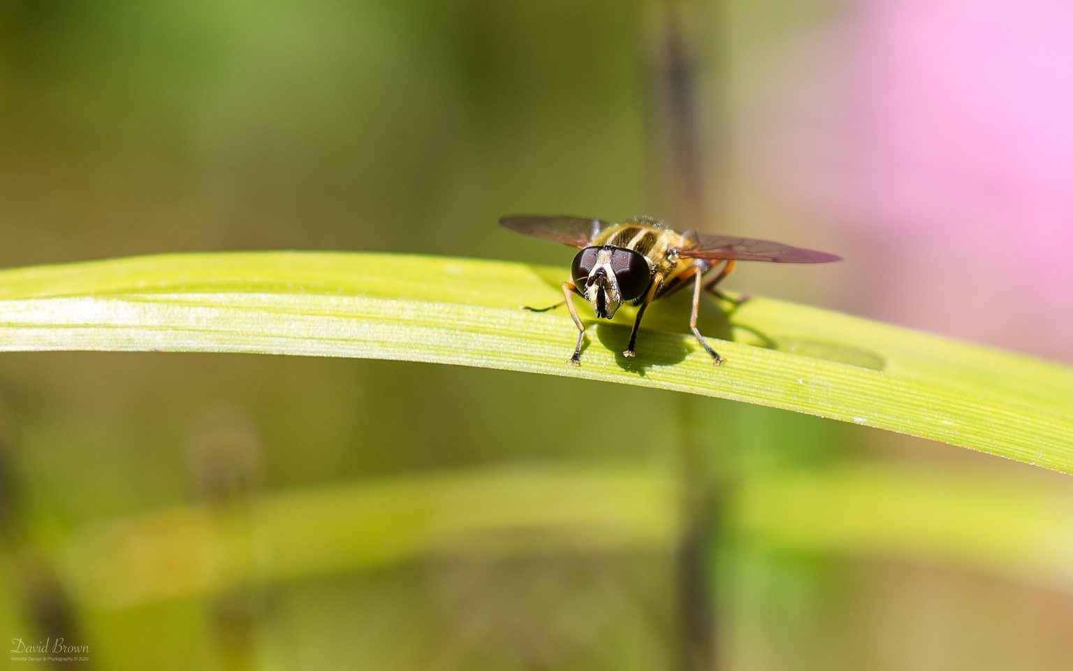 Footballer Hoverfly at Etherley Moor, 31st May 2020