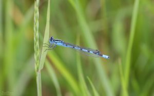 Common Blue Damselfly at Escomb, 14th June 2020