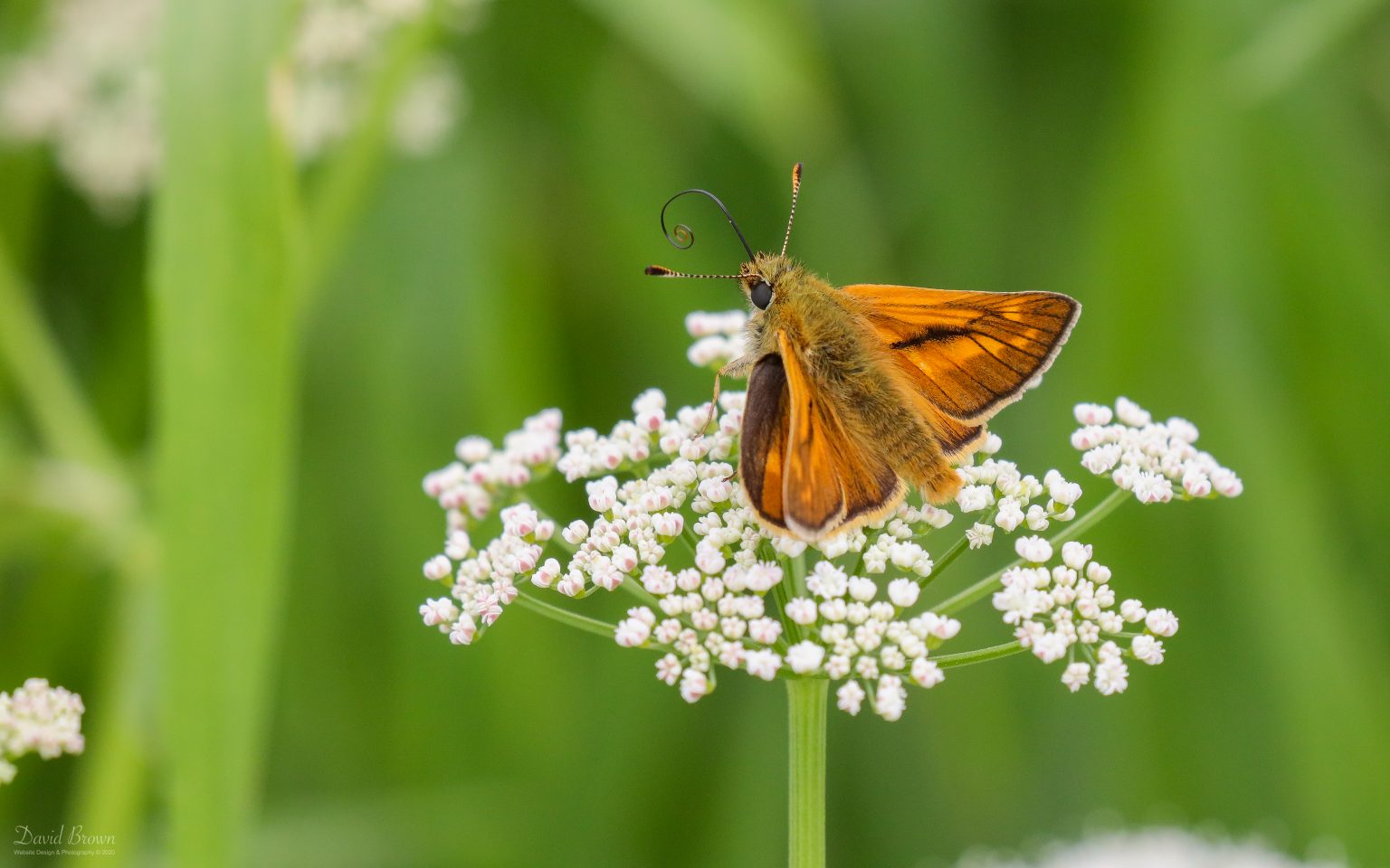 Large Skipper at Escomb, 14th June 2020