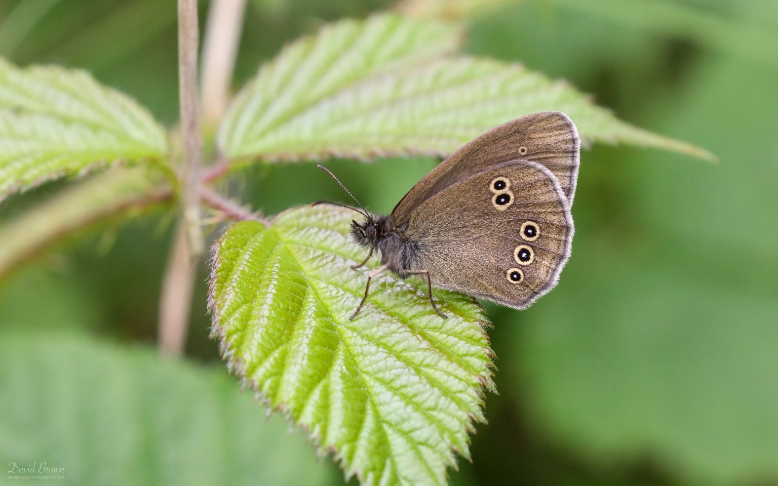Ringlet at Escomb, 14th June 2020