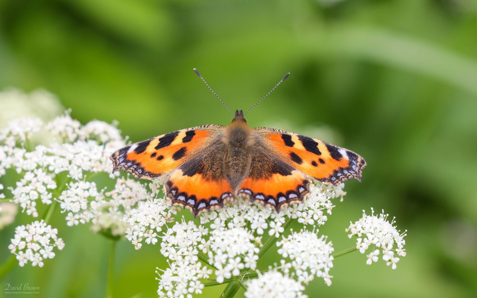 Small Tortoiseshell at Escomb, 14th June 2020