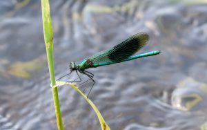 Banded Demoiselle at The Batts, 26th June 2020