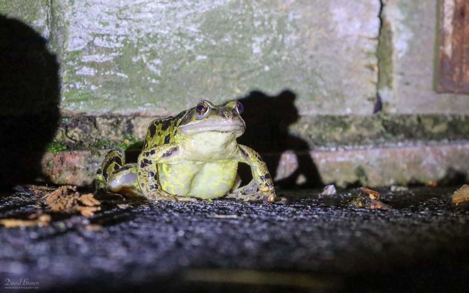 Common Frog at Etherley Moor, 26th June 2020