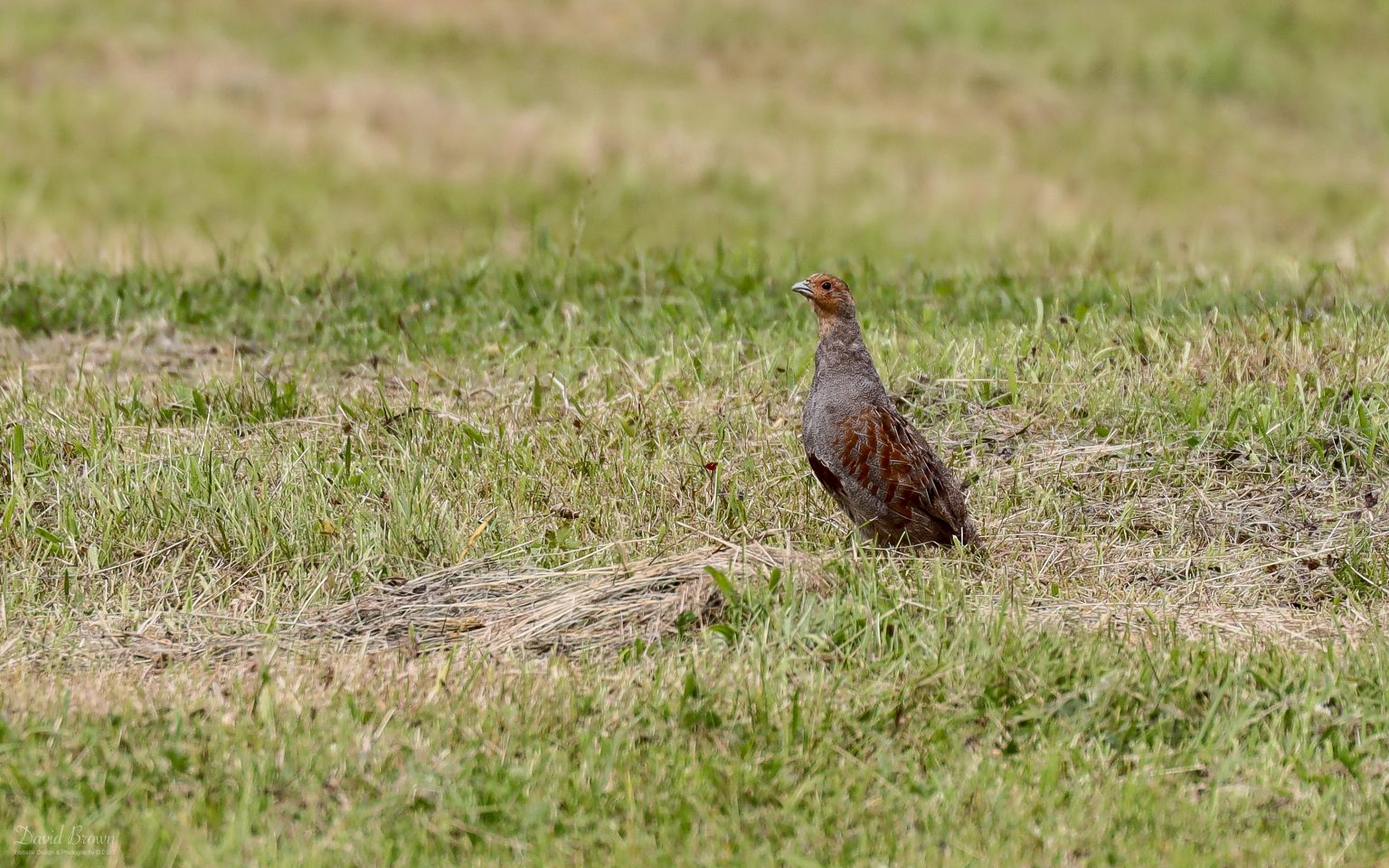 Grey Partridge at Etherley Moor, 26th June 2020