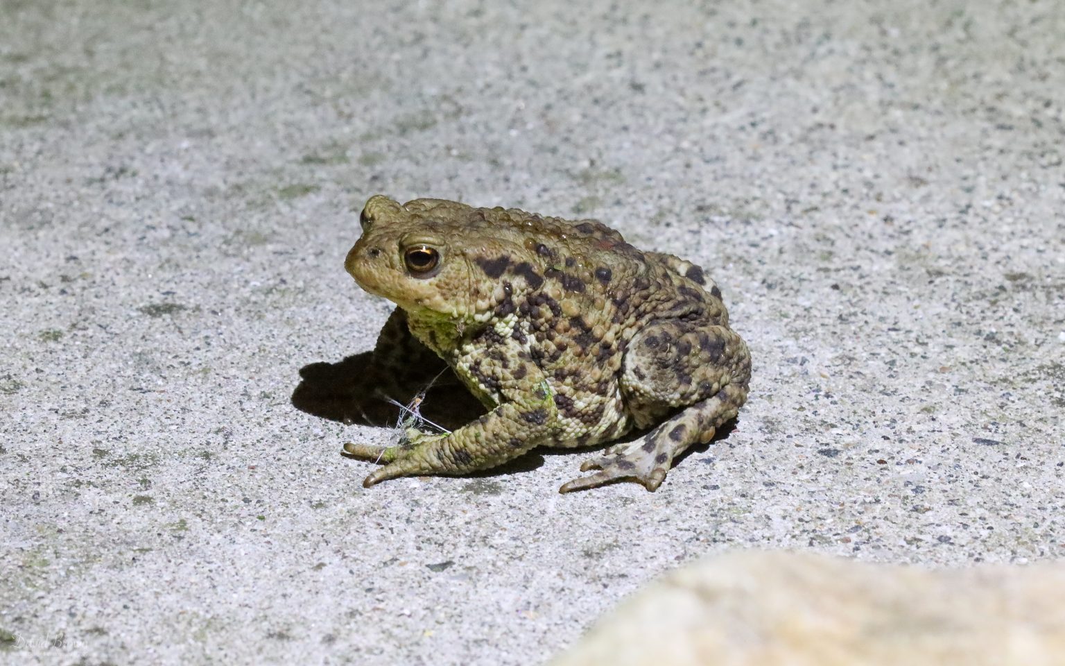 Common Toad at Etherley Moor, 3rd July 2020