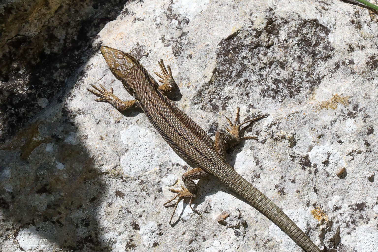 Common Lizard at Church Ope Cove, 16th July 2020
