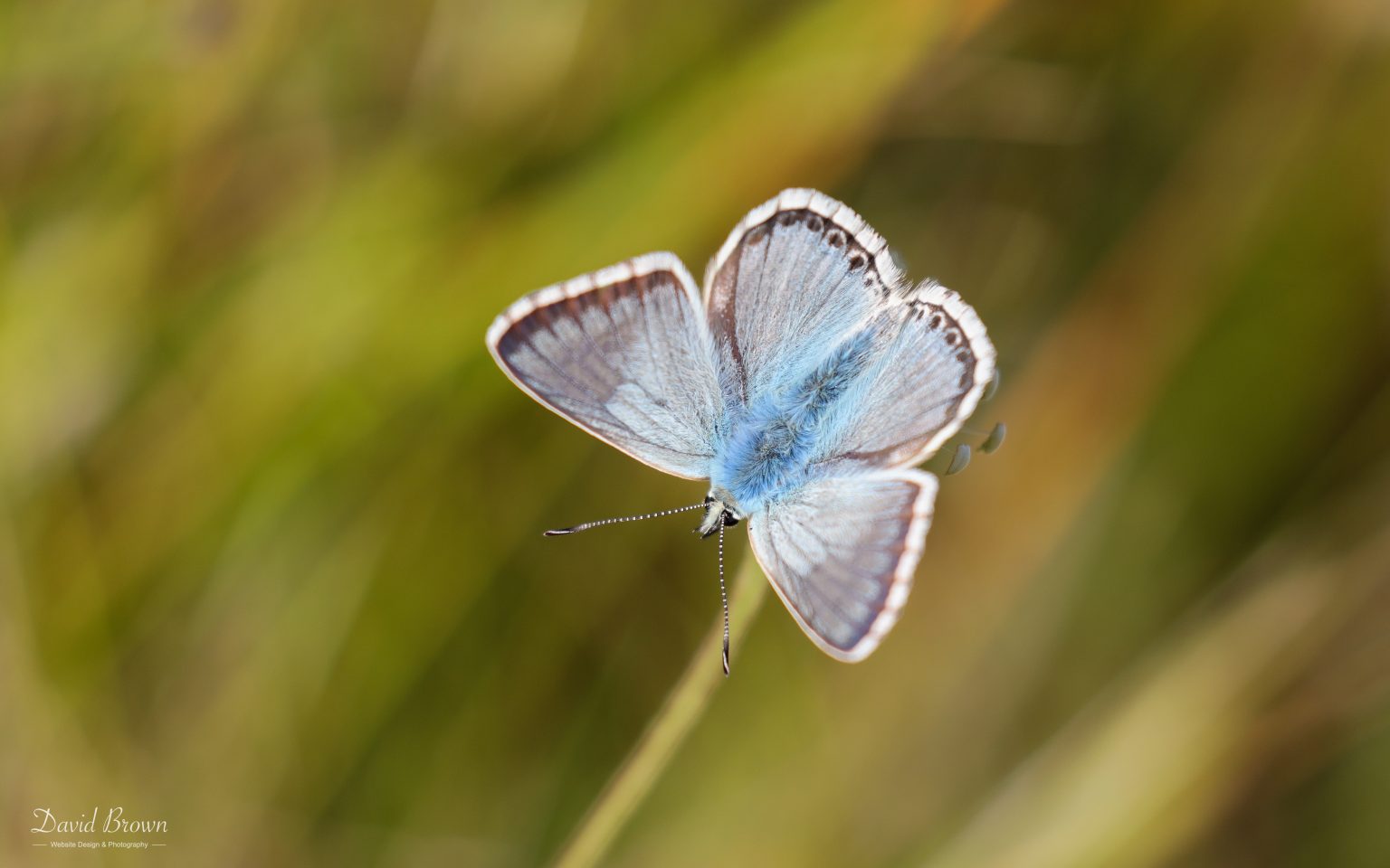 Chalkhill Blue at Portland, 17th July 2020