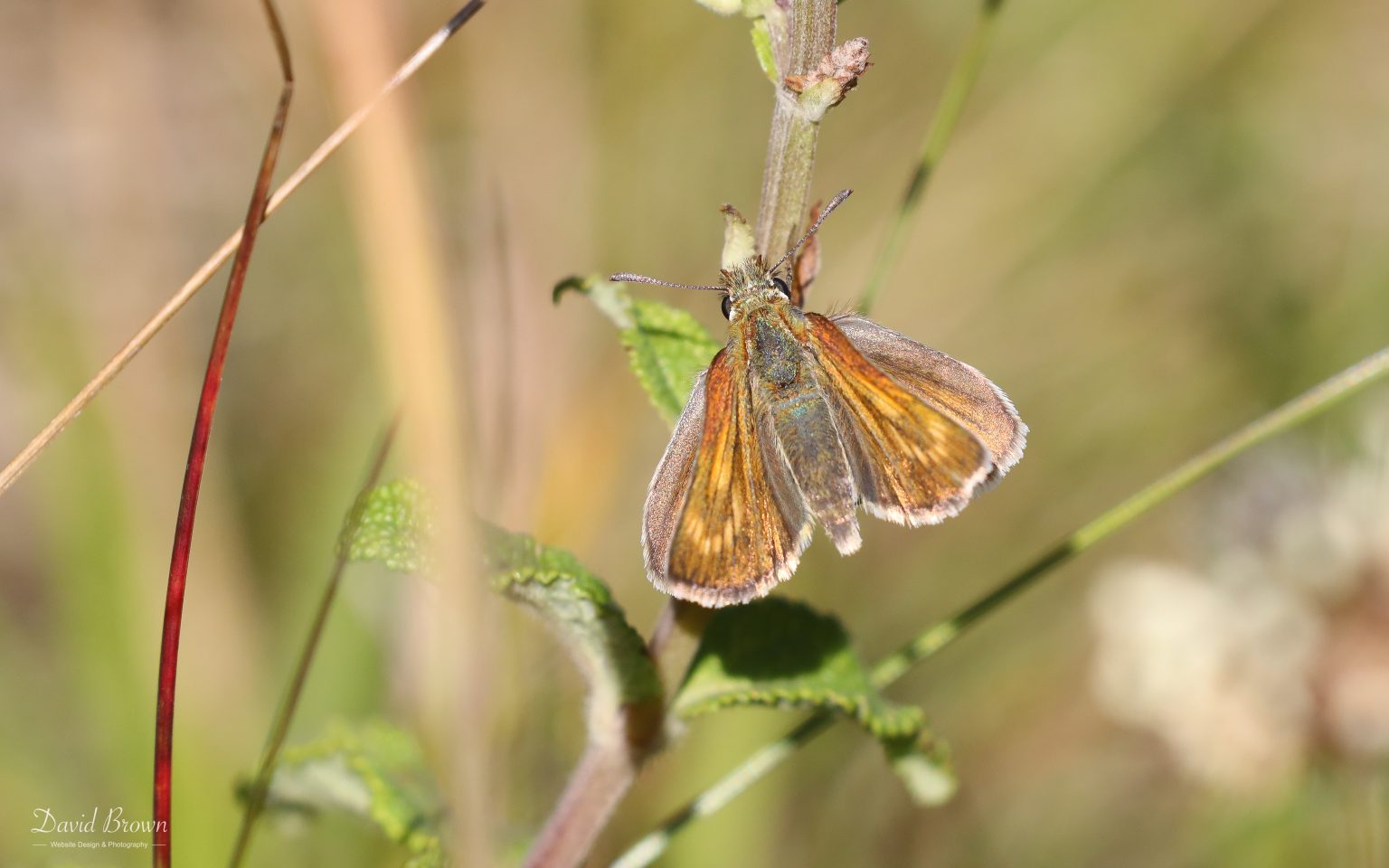 Lulworth Skipper at Portland, 17th July 2020