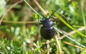 Bloody-nosed Beetle at Portland, 18th July 2020