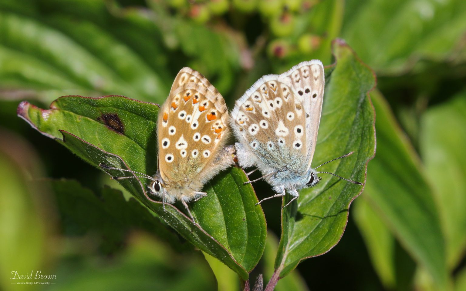 Chalkhill Blue at Portland, 18th July 2020