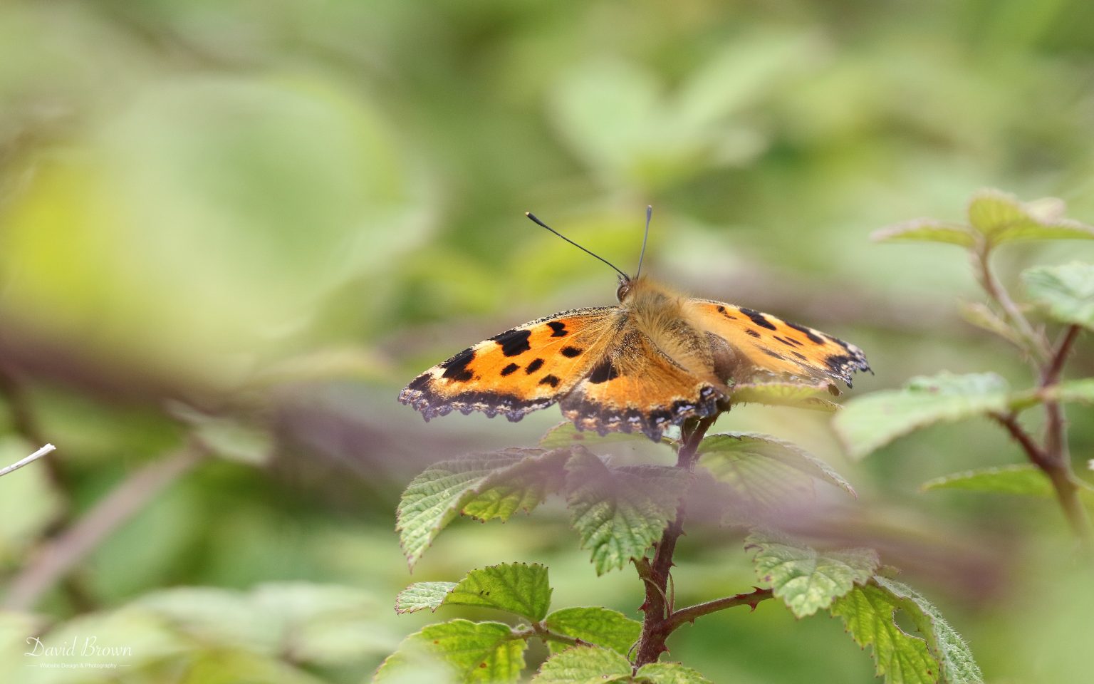 Large Tortoiseshell at Portland, 18th July 2020