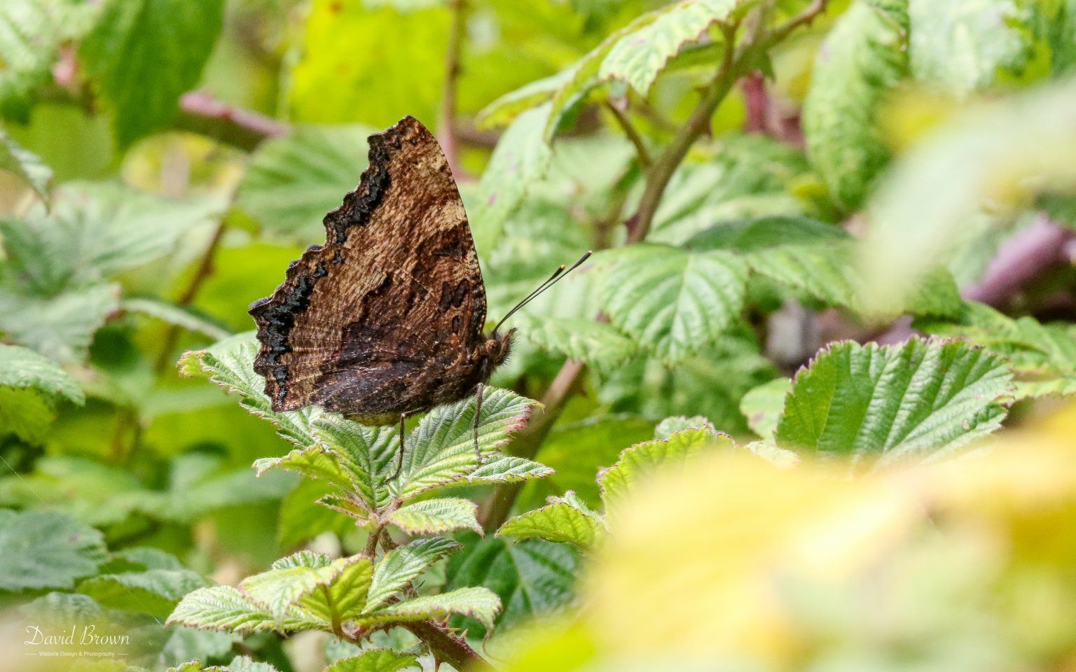 Large Tortoiseshell at Portland, 18th July 2020