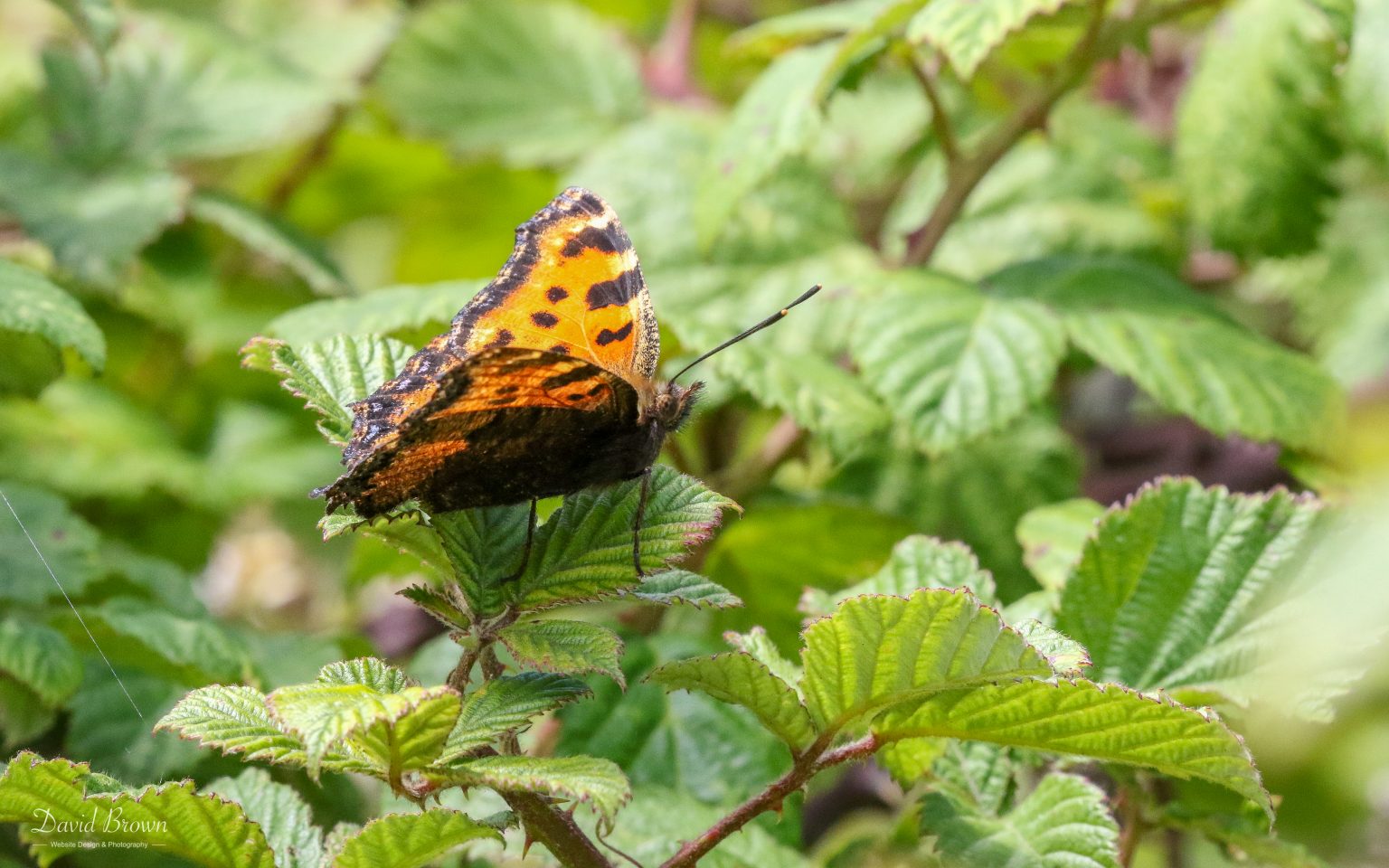 Large Tortoiseshell at Portland, 18th July 2020