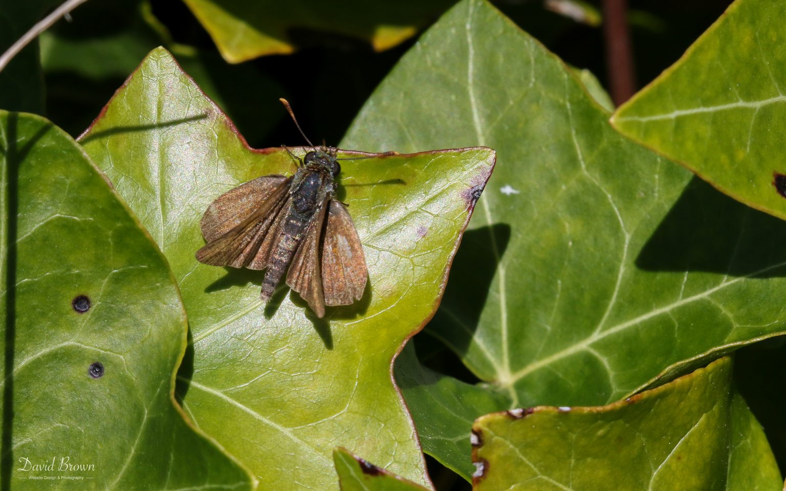 Lulworth Skipper at Portland, 18th July 2020