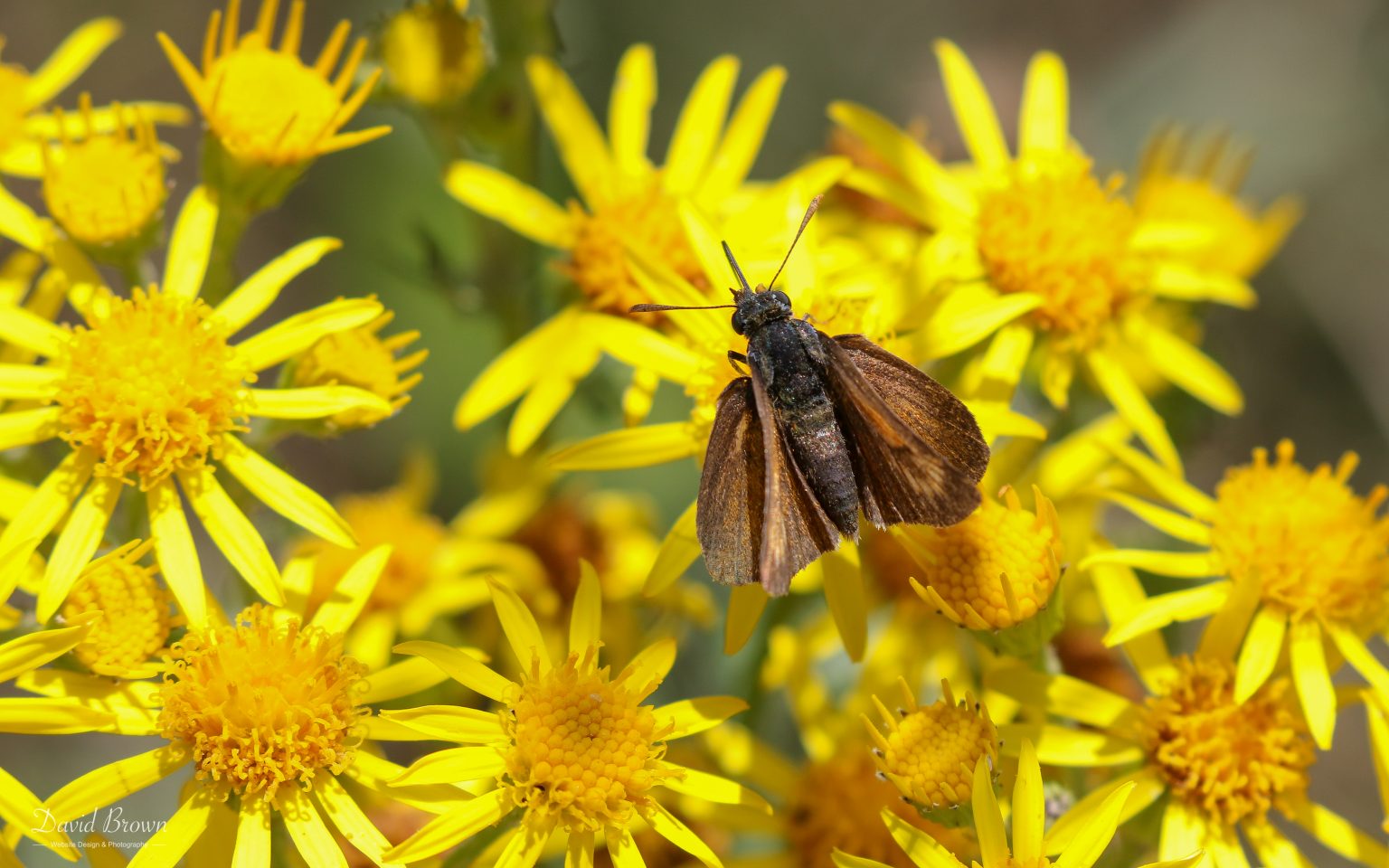 Lulworth Skipper at Portland, 18th July 2020