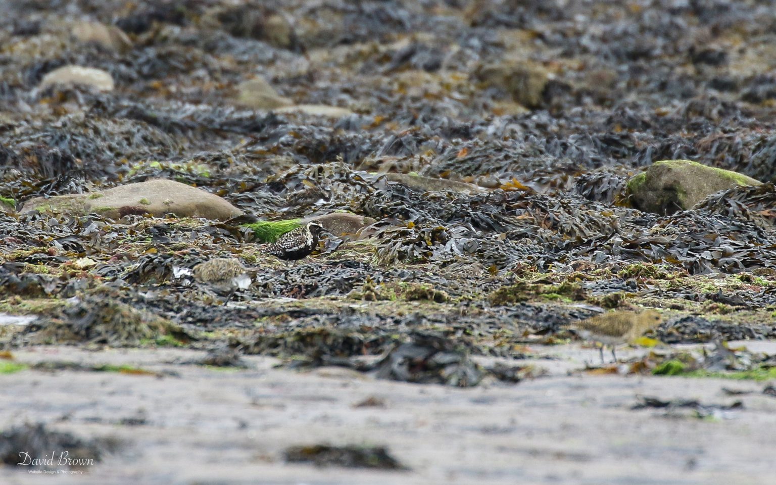 Pacific Golden Plover at Newbiggin, 21st August 2020
