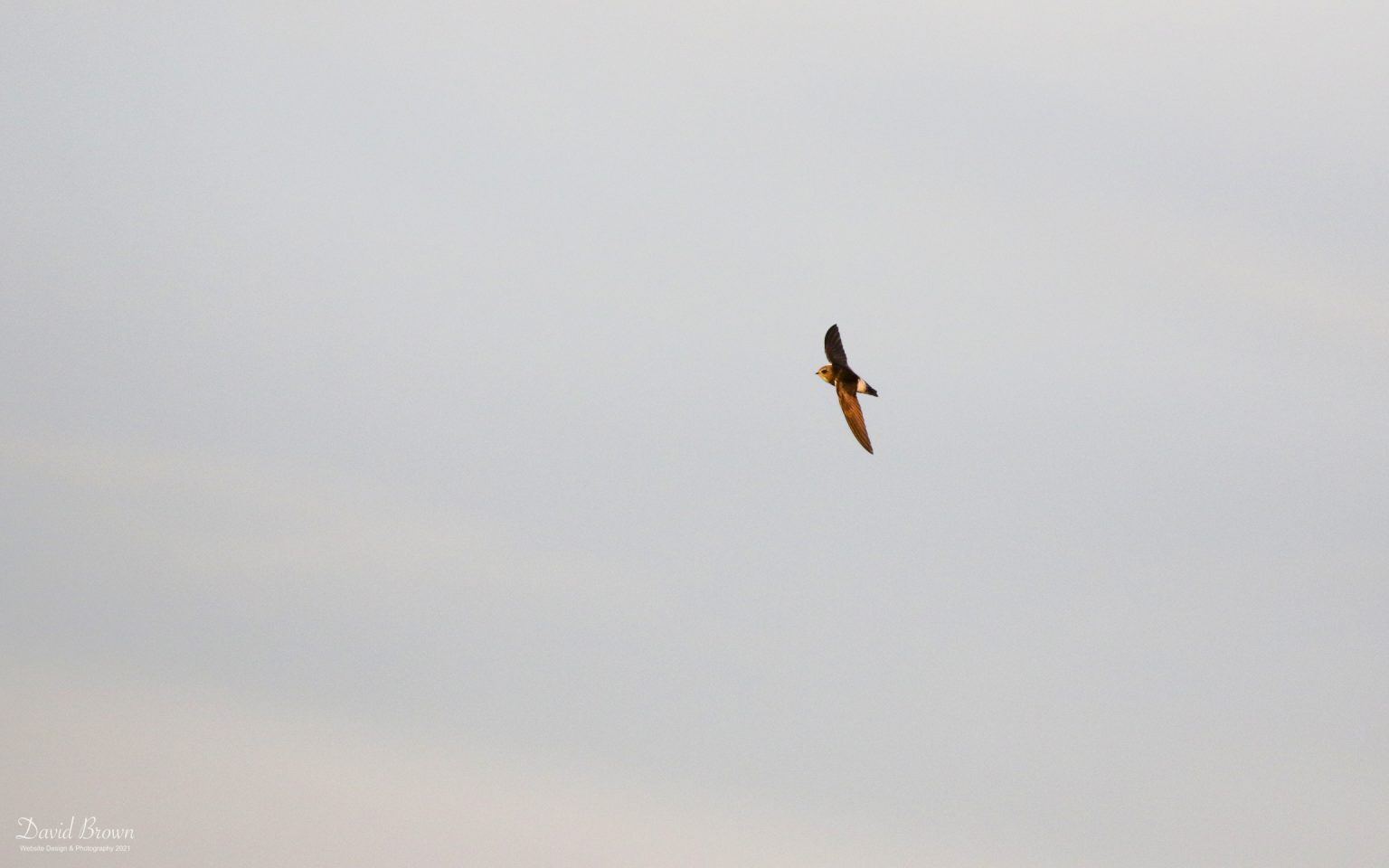Little Swift at Hartlepool Headland, 11th November 2018