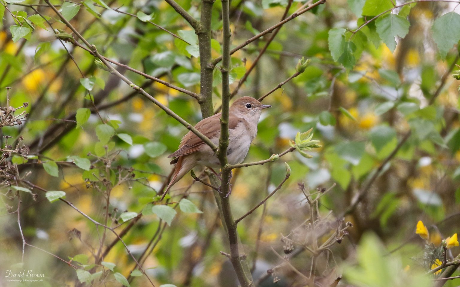 Nightingale at Westleton, 1st May 2019