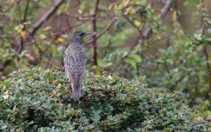 Starling at Etherley Moor, 21st October 2020