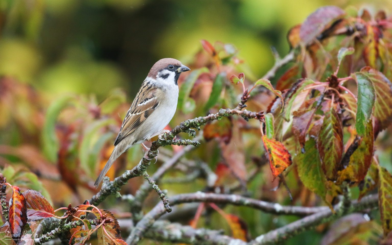 Tree Sparrow at Etherley Moor, 21st October 2020