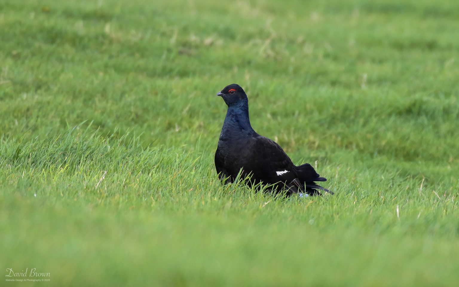 Black Grouse in Weardale, 26th October 2020