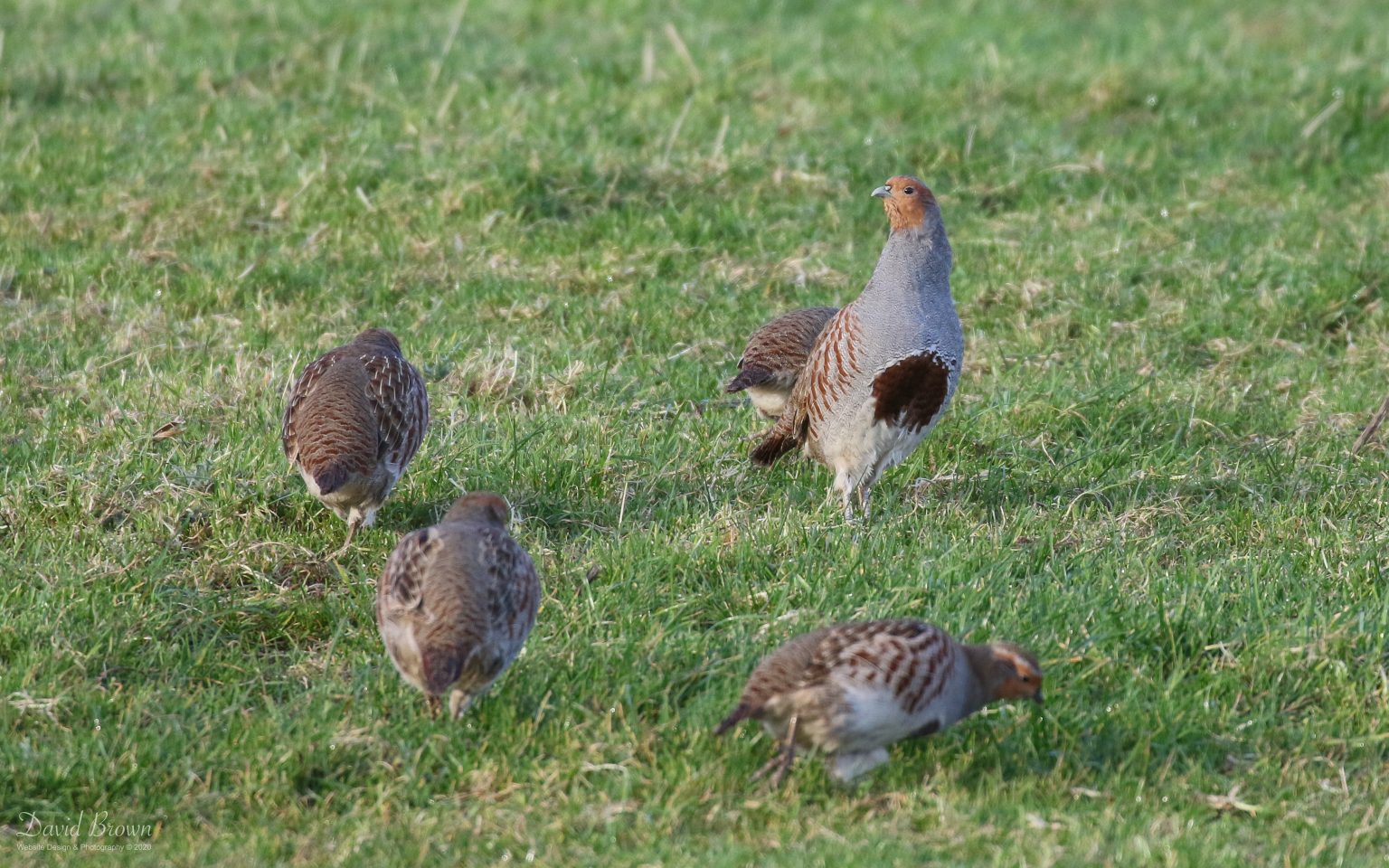 Grey Partridge in Teesdale, 26th October 2020